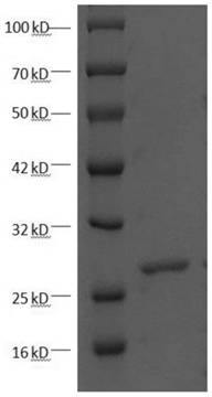 A kind of polypeptide with antitumor activity and its application