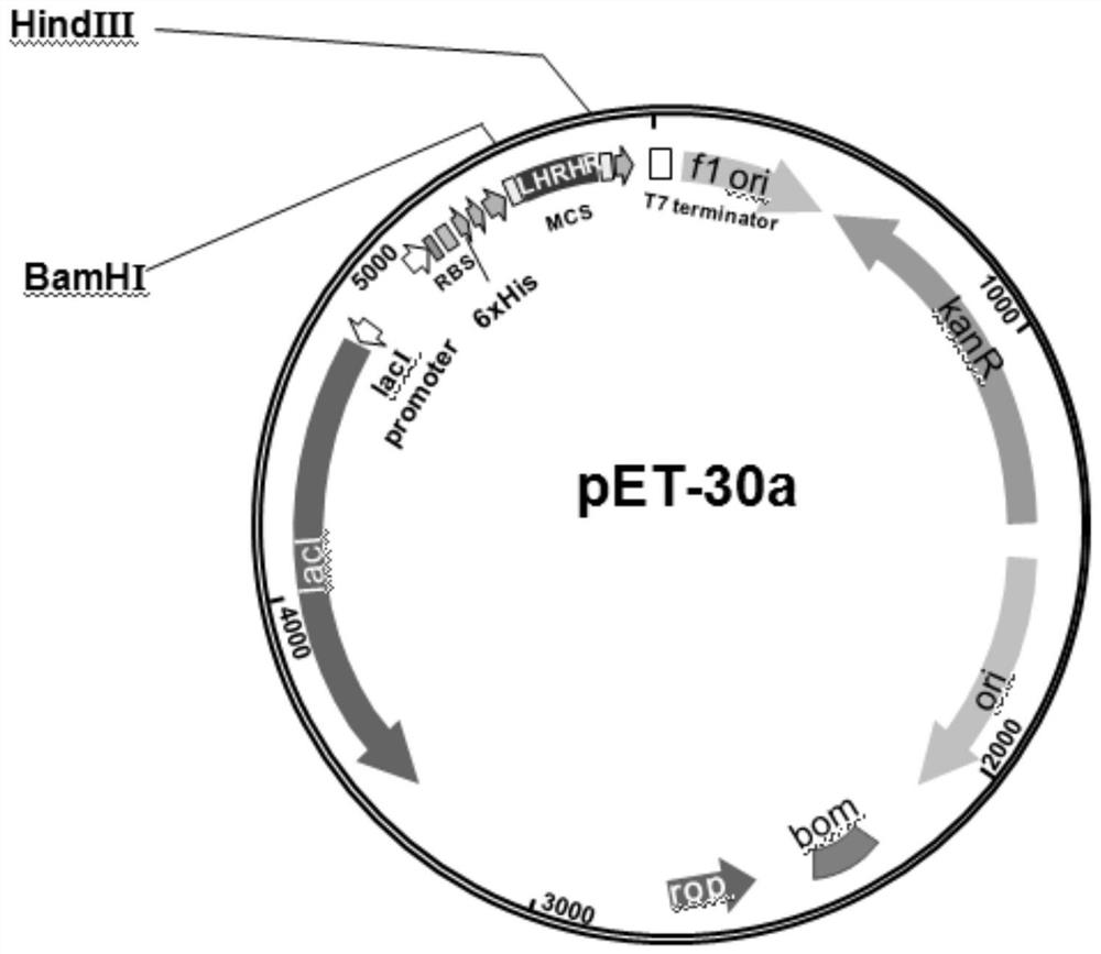 A kind of polypeptide with antitumor activity and its application