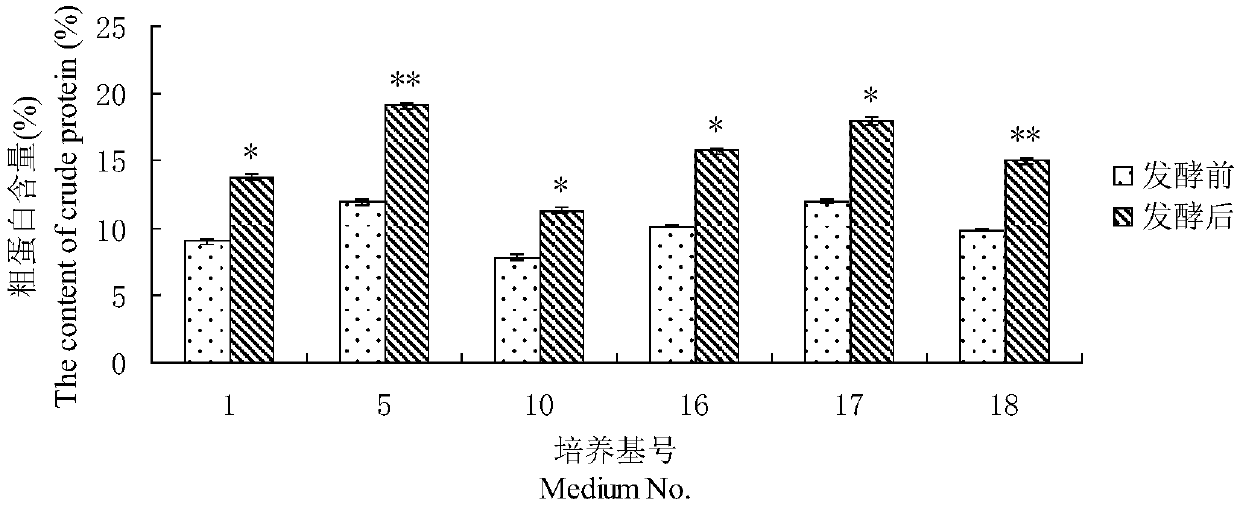 Pleurotus-ostreatus-flavor high-nutritive corn flour and preparation method and application thereof