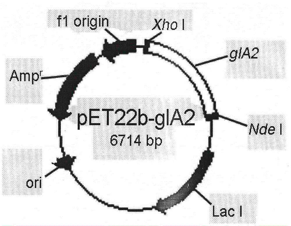 Expression and application of high-glucose-resistant and alkali-resistant [beta]-glucosidase