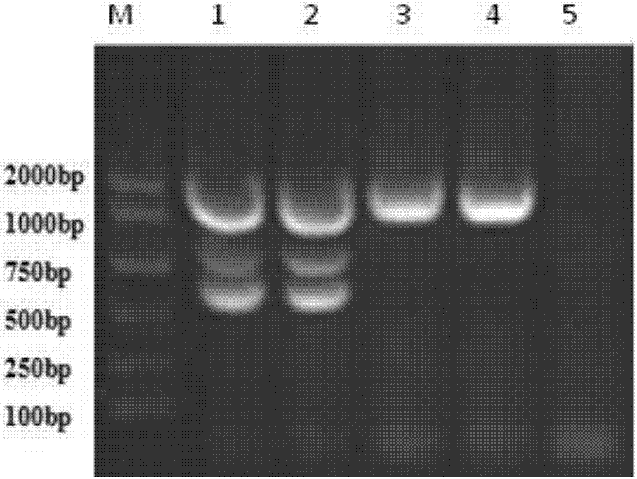 Multiple nested PCR (polymerase chain reaction) detection primer, kit and method for Neospora caninum, Brucella abortus and infectious bovine rhinotracheitis virus