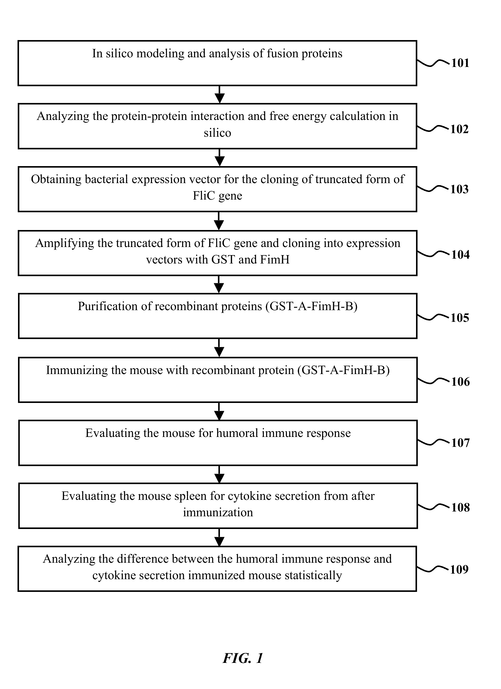 VACCINE FOR UTI WITH TRUNCATED FORM OF FLAGELLIN (FliC) FROM ENTEROAGGREGATIVE ESCHERICHIA COLI FUSED WITH FimH PROTEIN