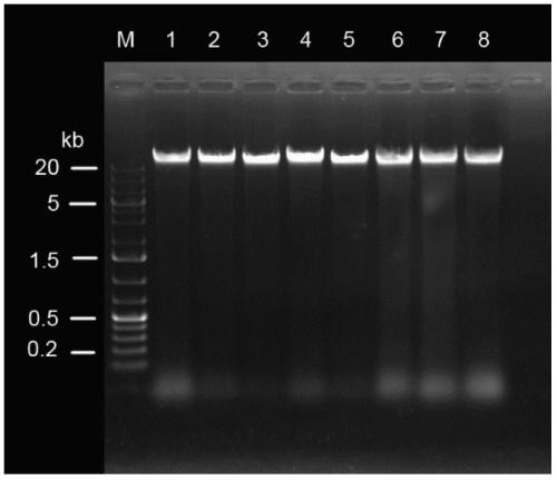 A method for extracting genome dna from holly