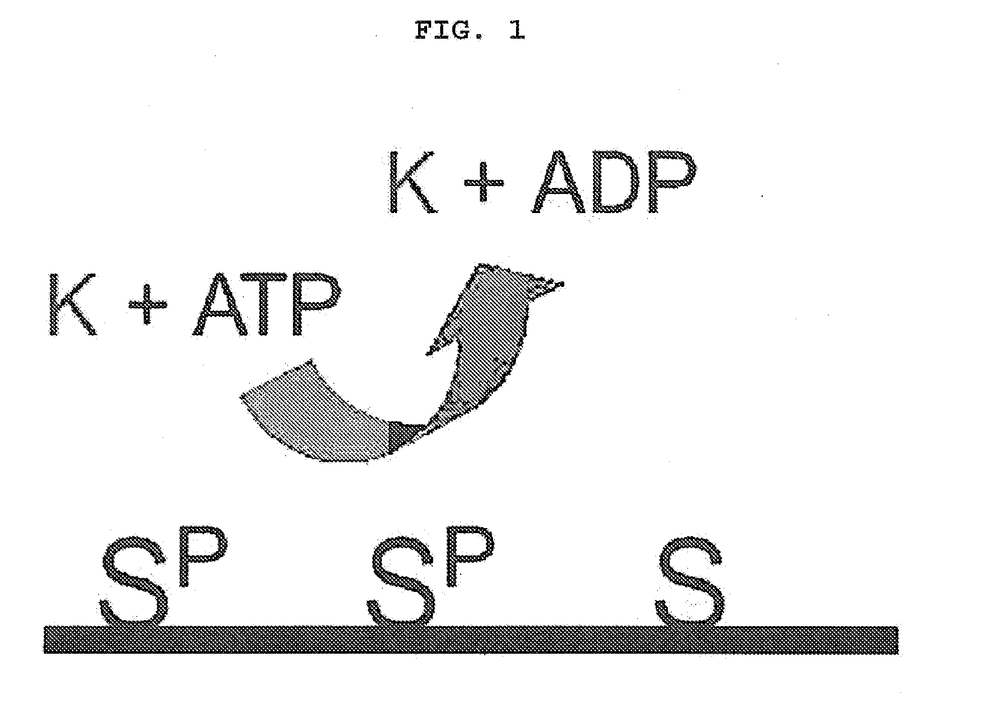 The biochip for the detection of phosphorylation and the detection method using the same