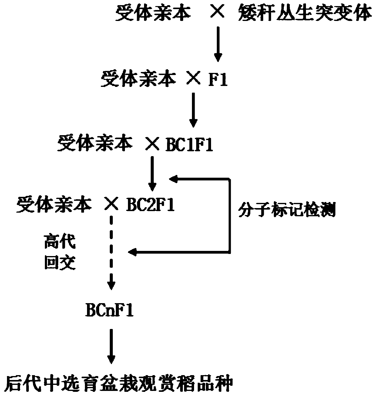 Cultivation method and application of bonsai ornamental rice