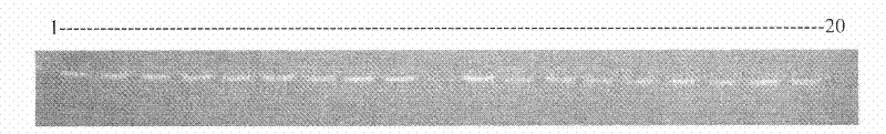 Porphyra haitanensis molecular marker-assisted selection breeding method