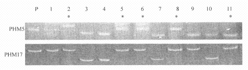 Porphyra haitanensis molecular marker-assisted selection breeding method