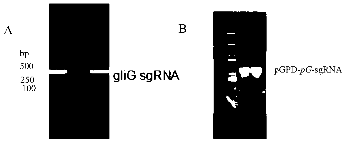 CRISPR/dCas9 vectors for improving expression level of gliotoxin biosynthetic gene and construction method and application of CRISPR/dCas9 vectors