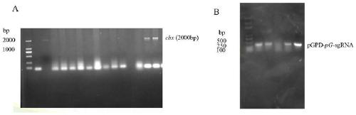 CRISPR/dCas9 vectors for improving expression level of gliotoxin biosynthetic gene and construction method and application of CRISPR/dCas9 vectors