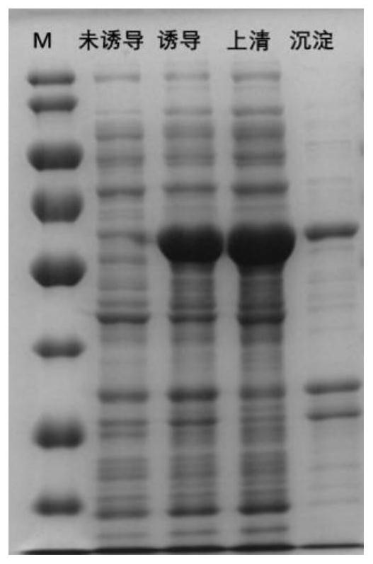 Protective antigen protein of porcine toxigenic pasteurella multocida as well as application and vaccine of protective antigen protein