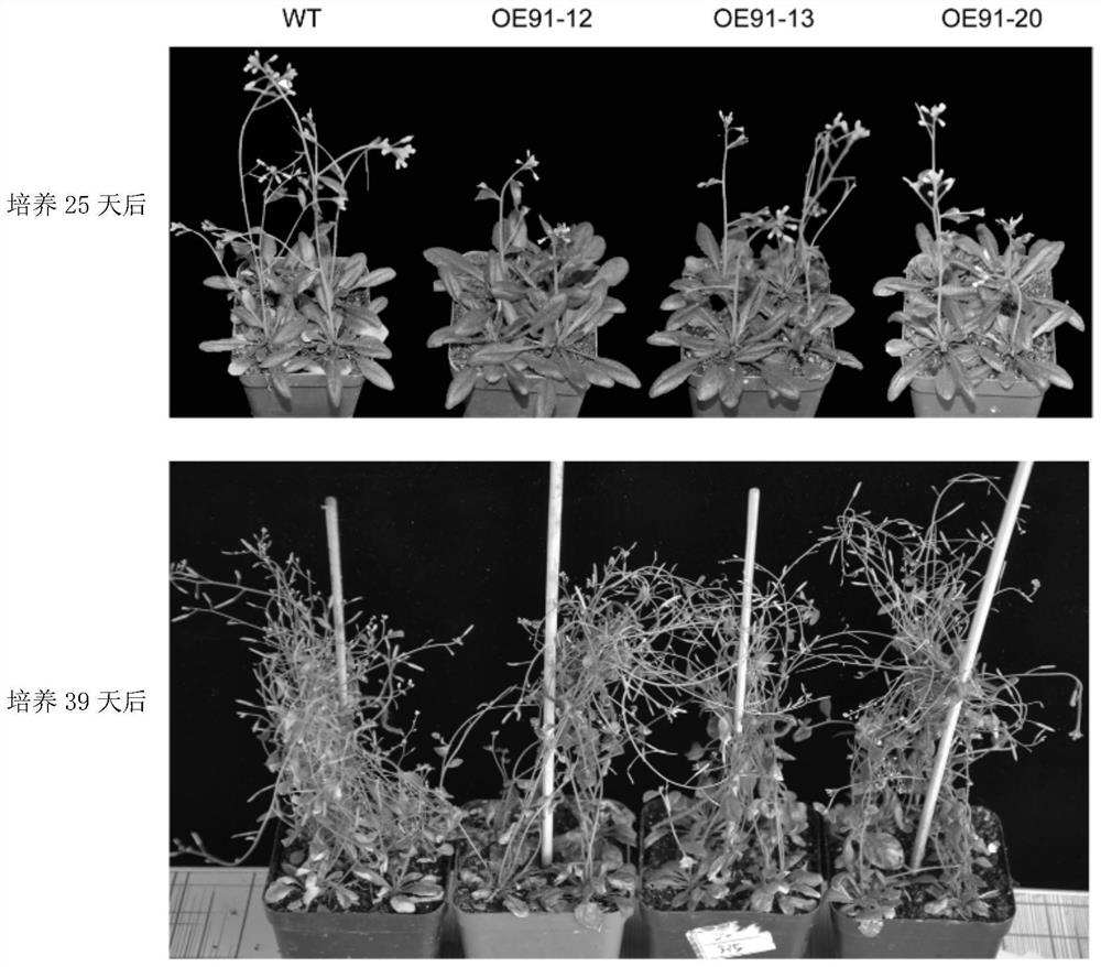 Plant senescence-related protein ghwrky91 and its coding gene and application