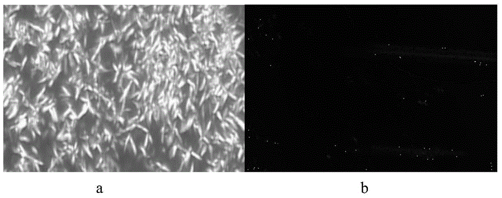 Liquid crystal polymer with ion groups and preparation method for liquid crystal polymer