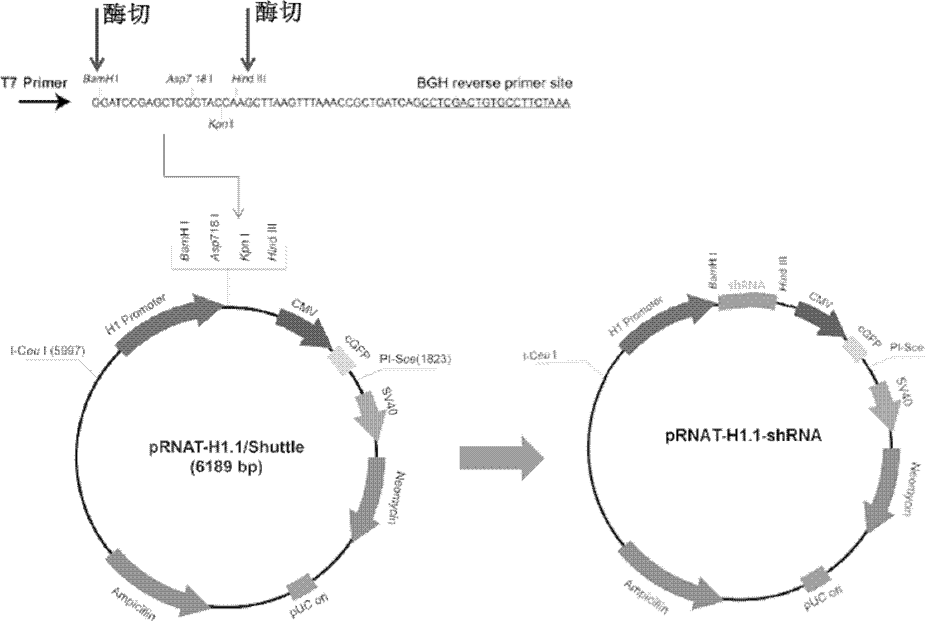 RNA interference vector capable of simultaneously silencing multiple ligands of NKG2D, and construction method and application thereof