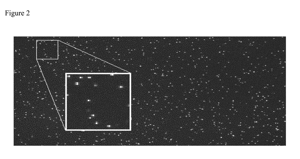 Method for the rapid and convenient detection and enumeration of neutrophils in biological samples