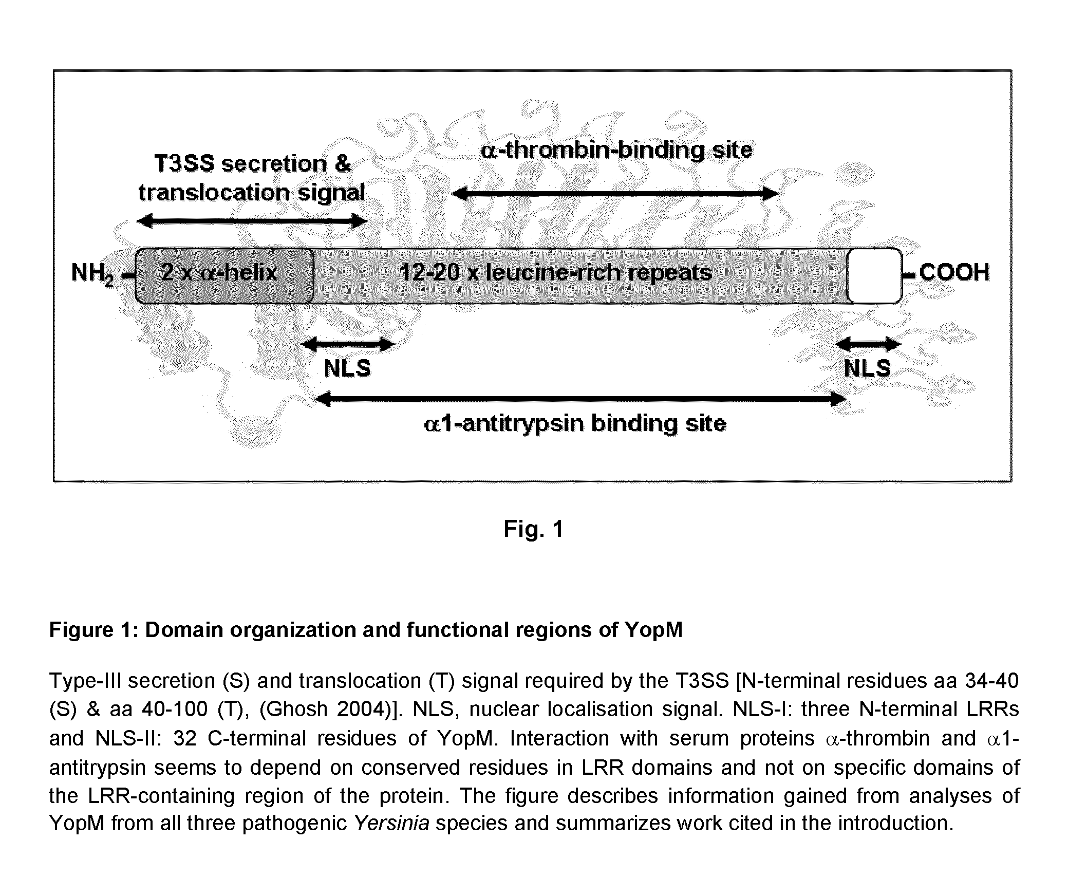 <i>Yersinia </i>outer protein M (YopM) in the treatment of psoriasis