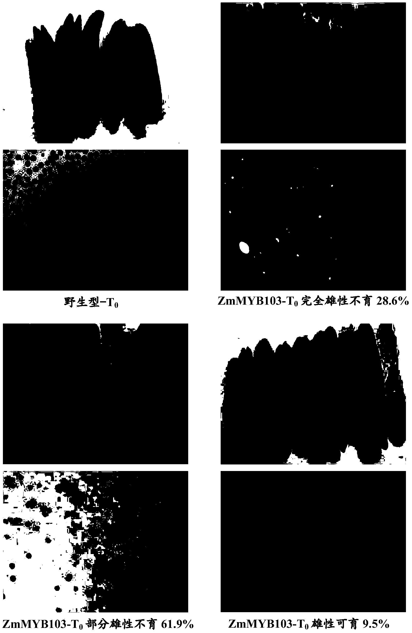 Nucleotide sequence capable of mediating plant male fertility and method of using nucleotide sequence