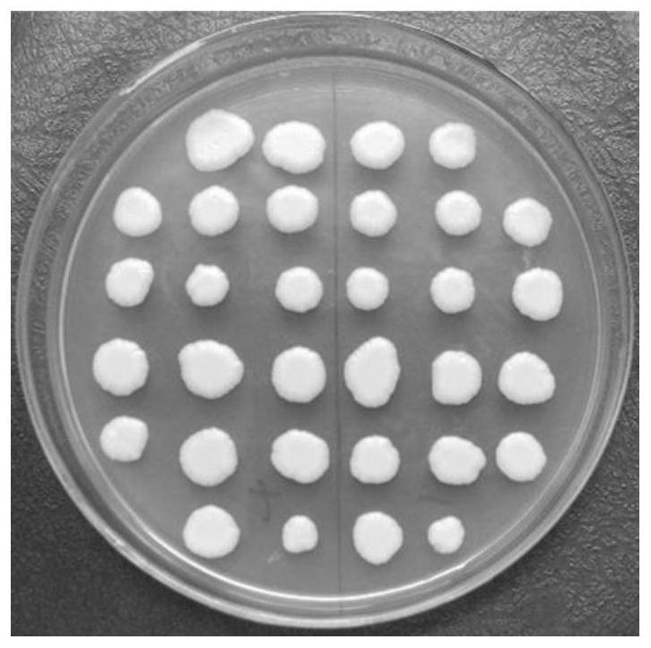 A method for improving sugarcane resistance to smut