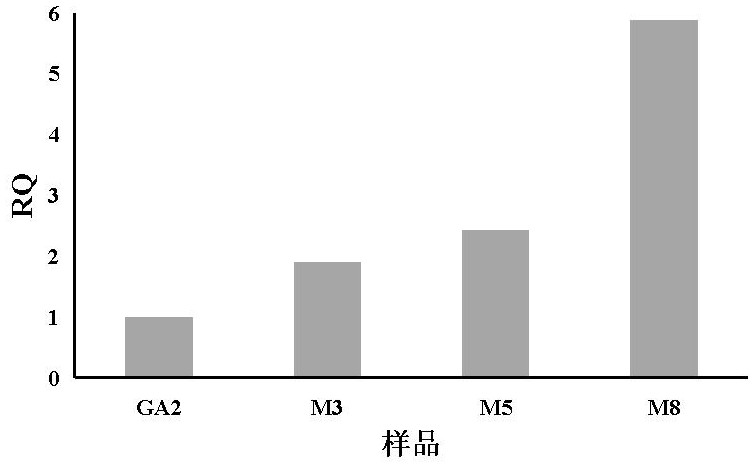 Glucamylase mutant M5 with increased secretory expression quantity as well as gene and application thereof