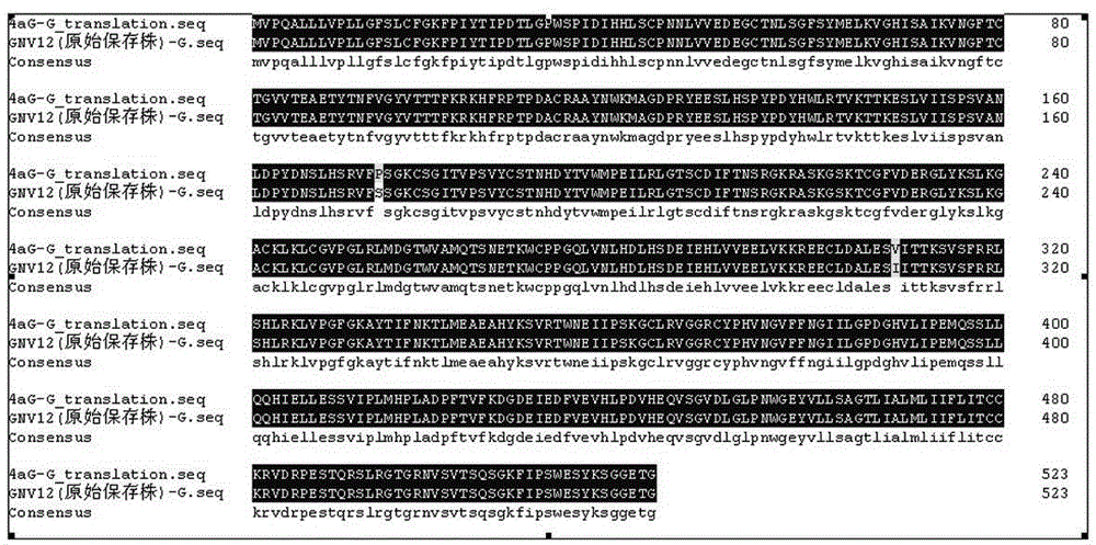 Seed selection of high-immunogenicity rabies virus fixed strain and application thereof in vaccine development