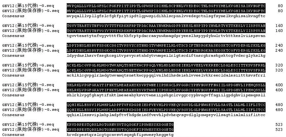 Seed selection of high-immunogenicity rabies virus fixed strain and application thereof in vaccine development