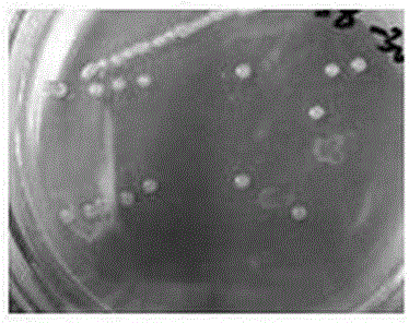 Method for screening anti-black rot mutant plants with cabbage free microspores