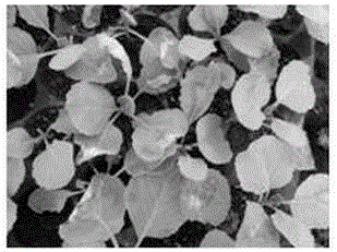 Method for screening anti-black rot mutant plants with cabbage free microspores