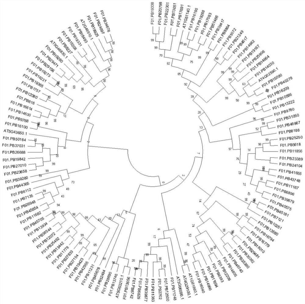 BHLH gene influencing salt tolerance of populus sutchuenensis and application of bHLH gene