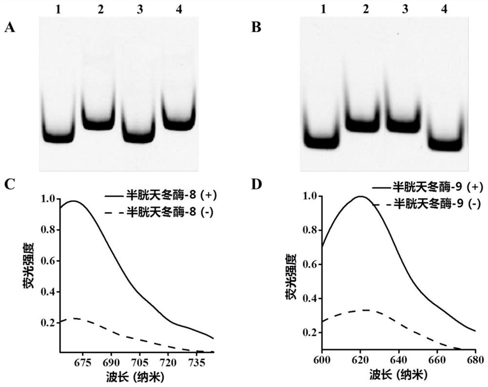 Excision enzyme III-driven three-dimensional DNA nano machine and application thereof