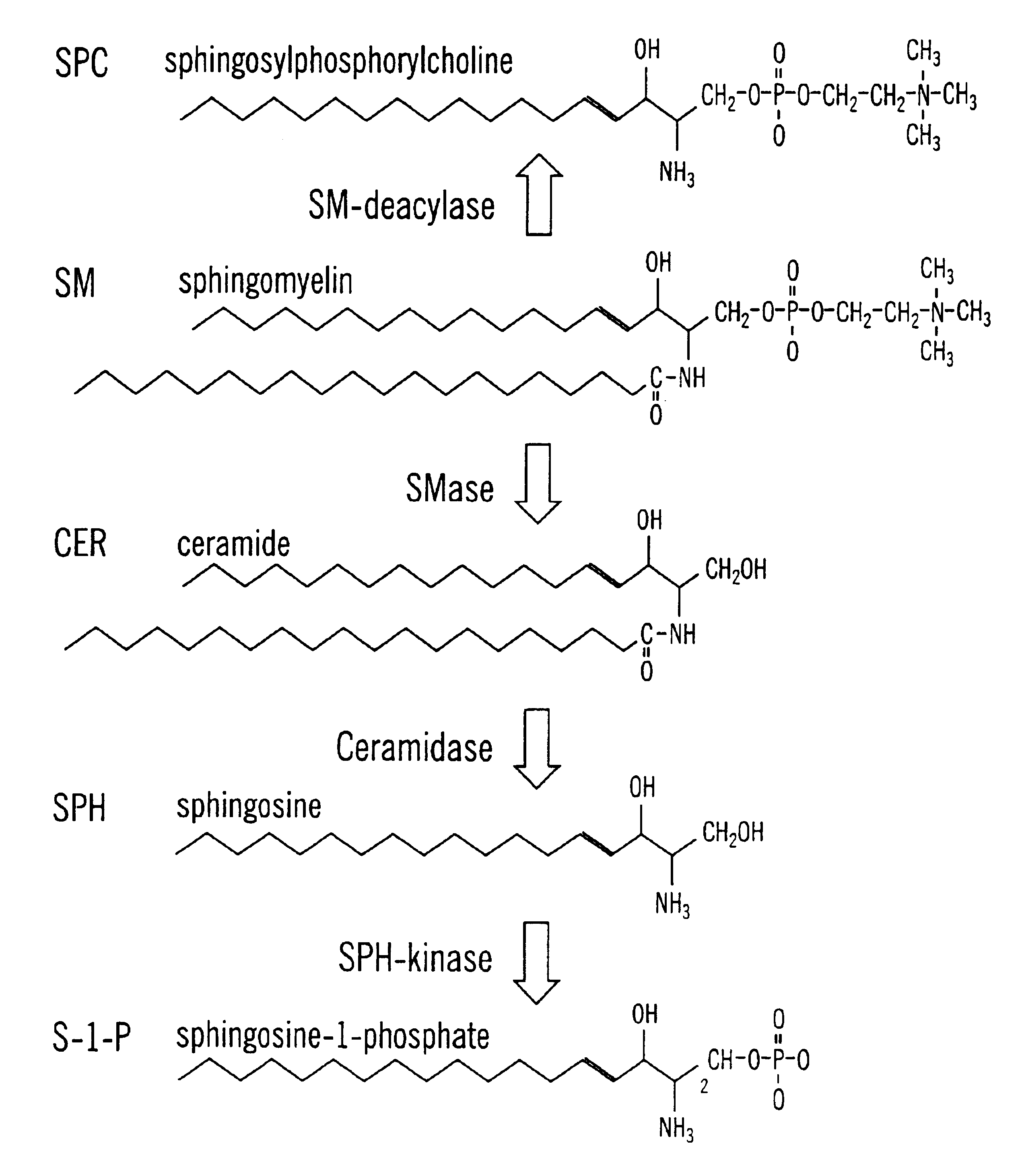Compositions and methods for the treatment and prevention of cardiovascular diseases and disorders, and for identifying agents therapeutic therefor