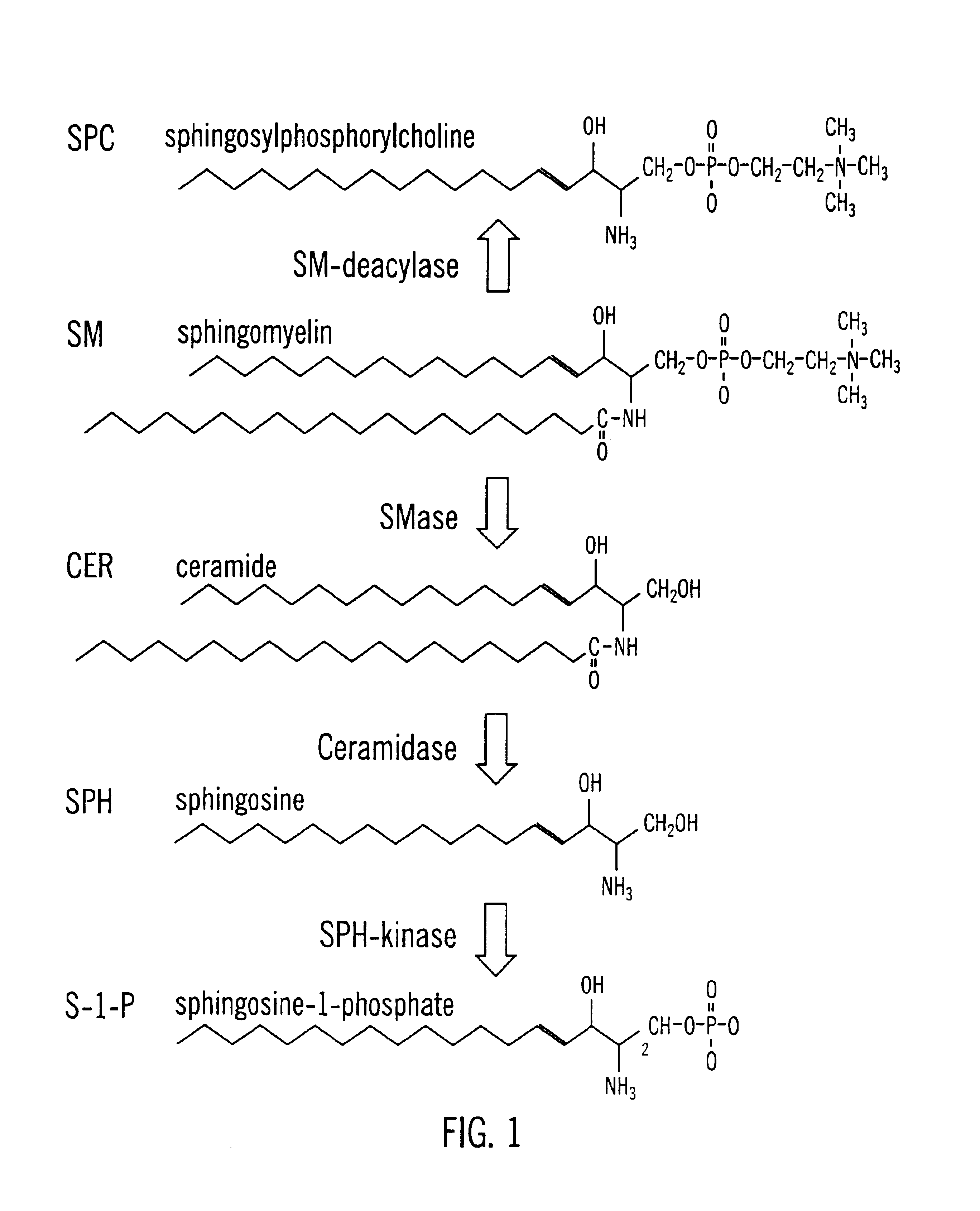 Compositions and methods for the treatment and prevention of cardiovascular diseases and disorders, and for identifying agents therapeutic therefor