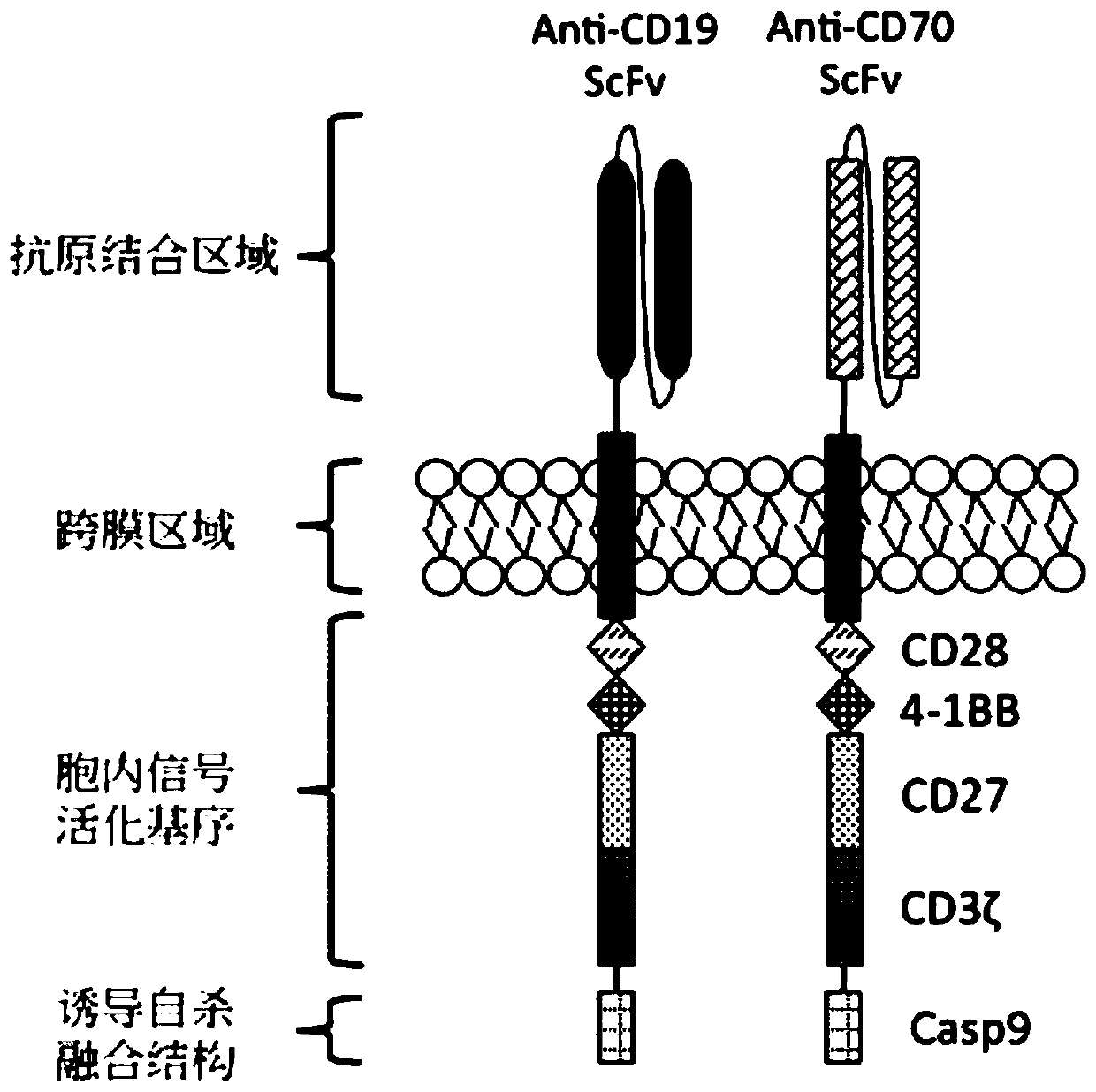 Immunocompetent cells modified by dual chimeric antigen receptor genes based on CD19 and CD70 and application thereof