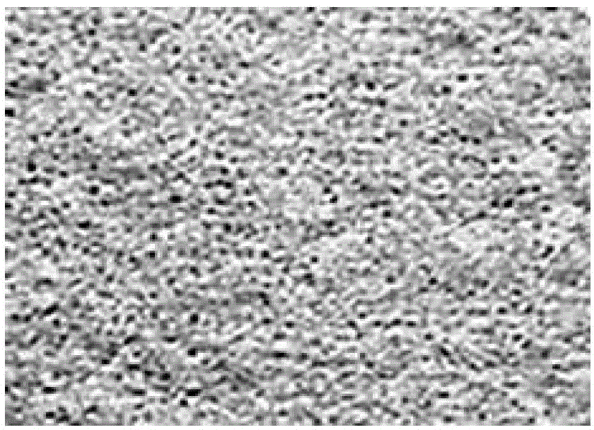 Porous insulating decorative material prepared by utilizing iron tailings and preparation method thereof