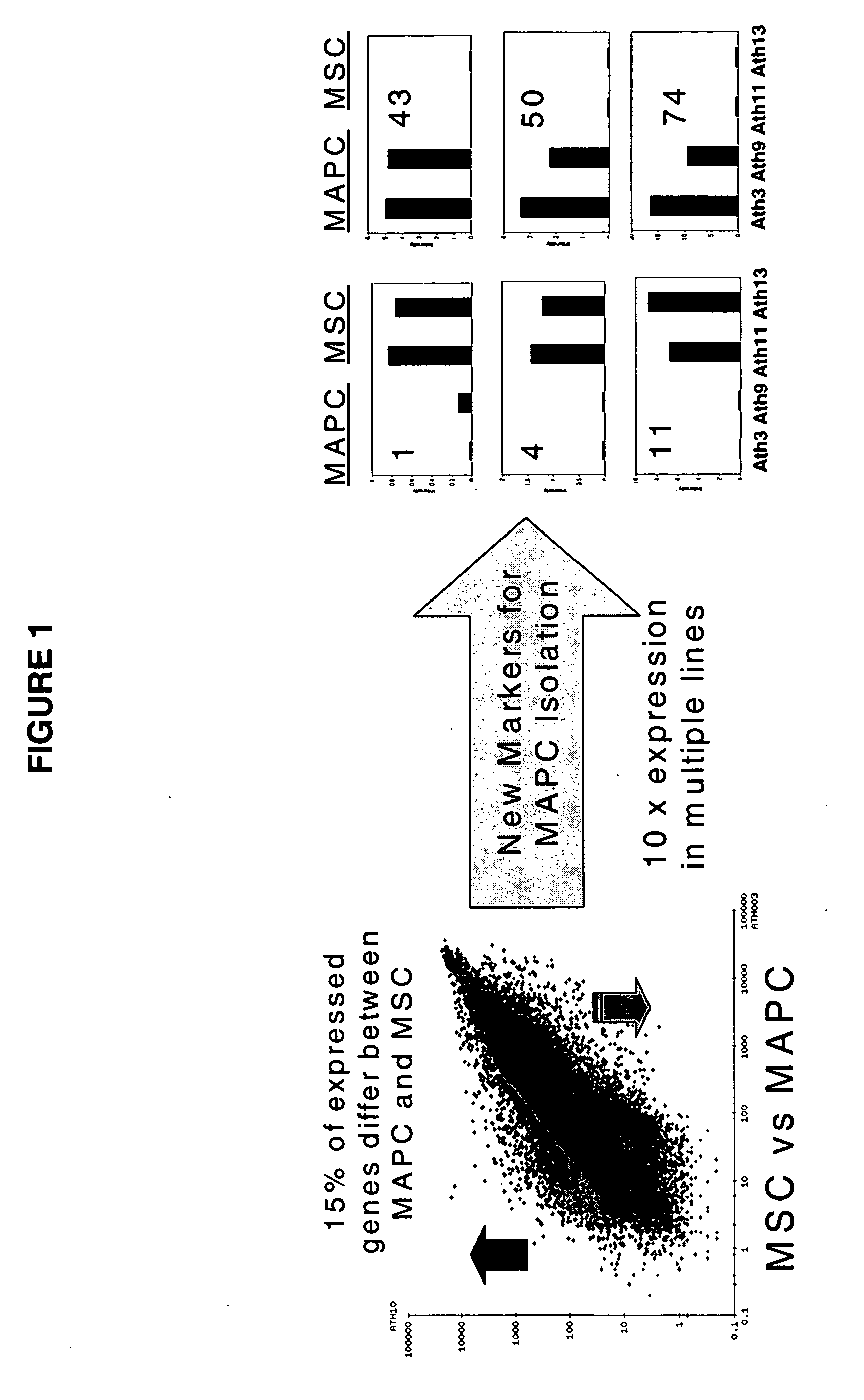 Immunomodulatory properties of multipotent adult progenitor cells and uses thereof