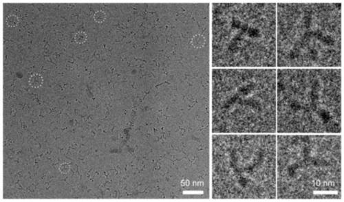 Entropy-driven DNA nano loop and application thereof