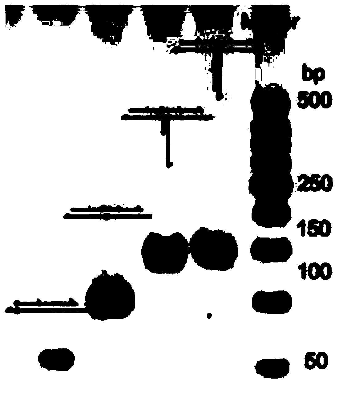 Entropy-driven DNA nano loop and application thereof