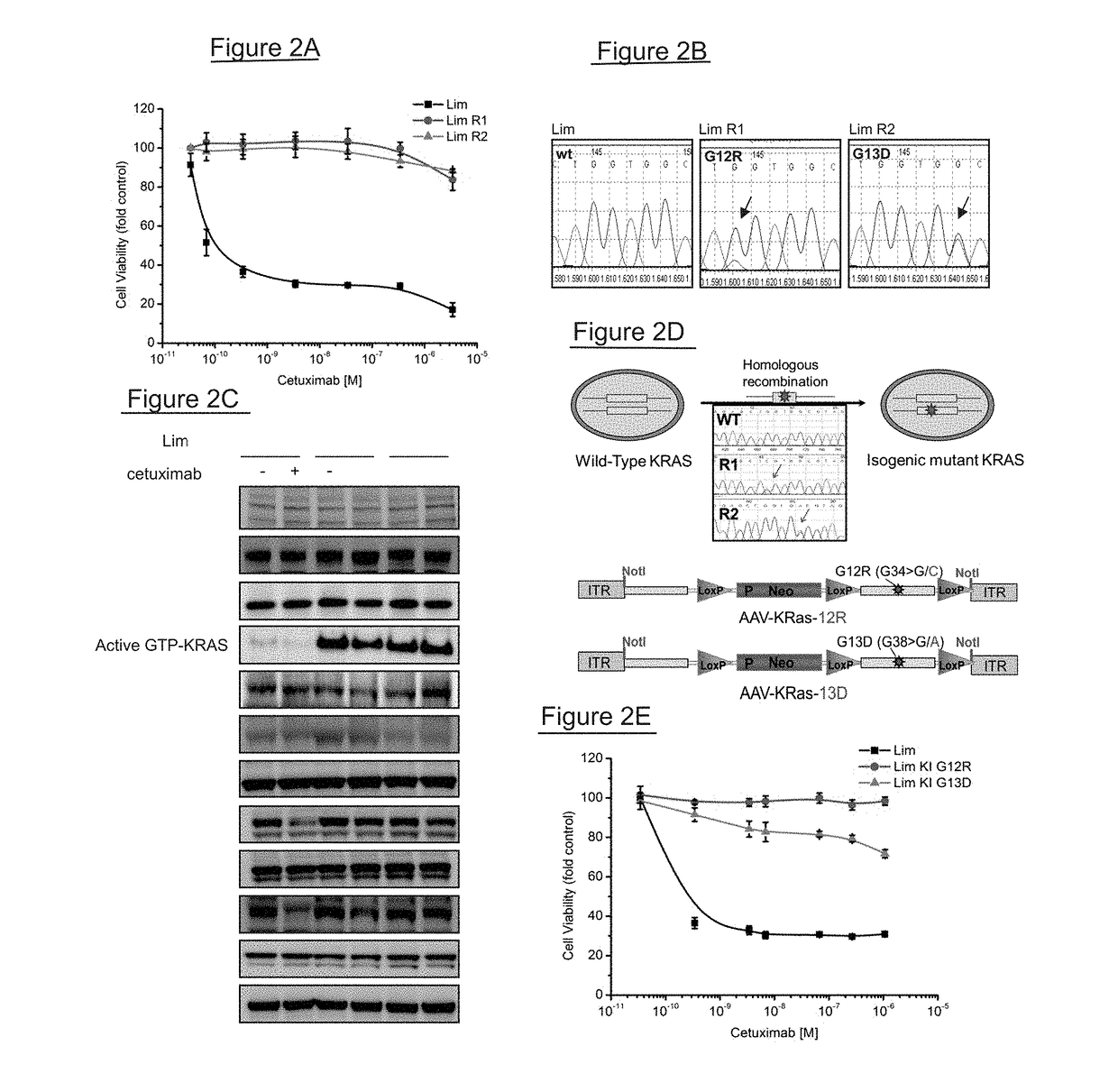 Kras mutations and resistance to Anti-egfr treatment