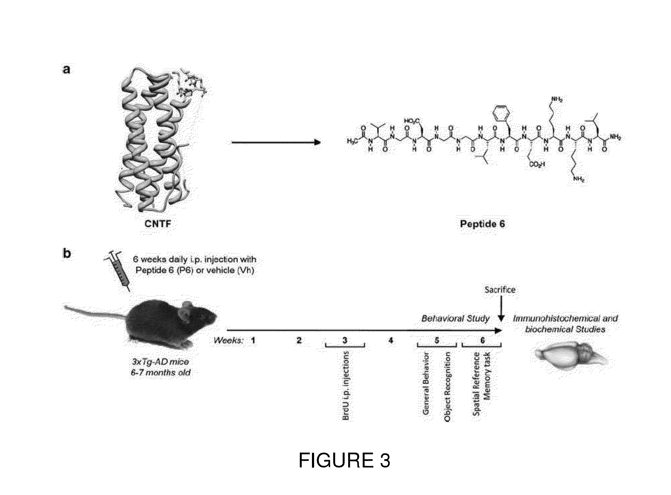 Neurotrophic peptides