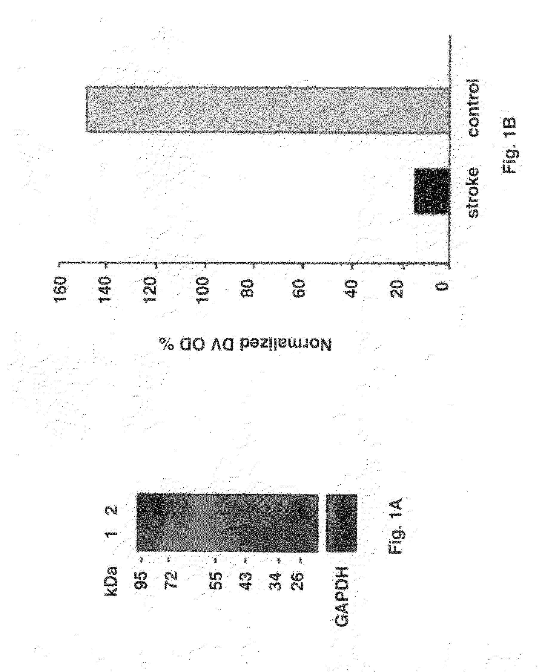 Stroke-generated angiogenesis enhancers and uses thereof