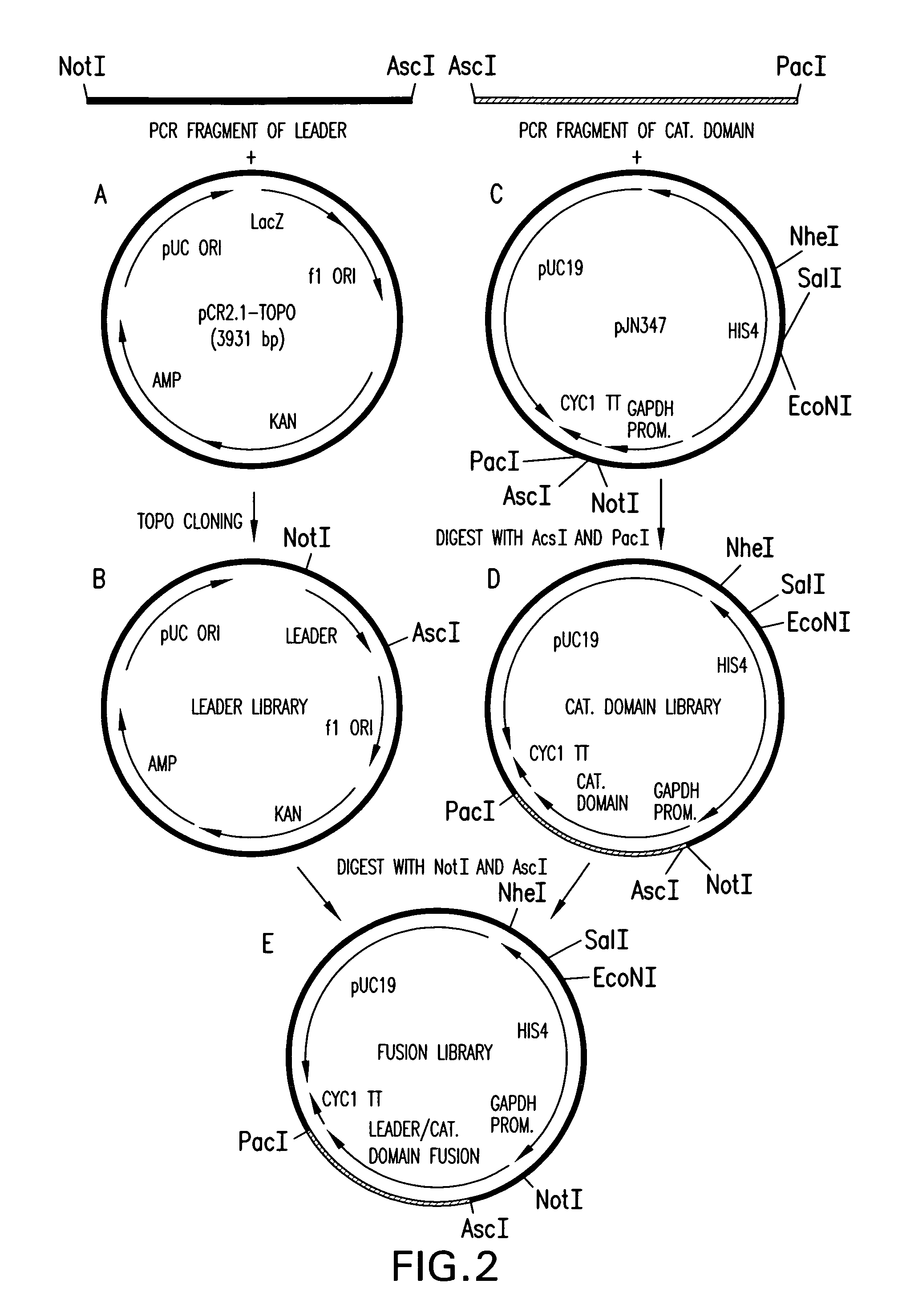 Production of sialylated N-glycans in lower eukaryotes