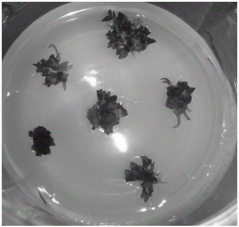 Dendrobium officinale Kimura et Migo tissue culture batch production method through one-step seedling formation