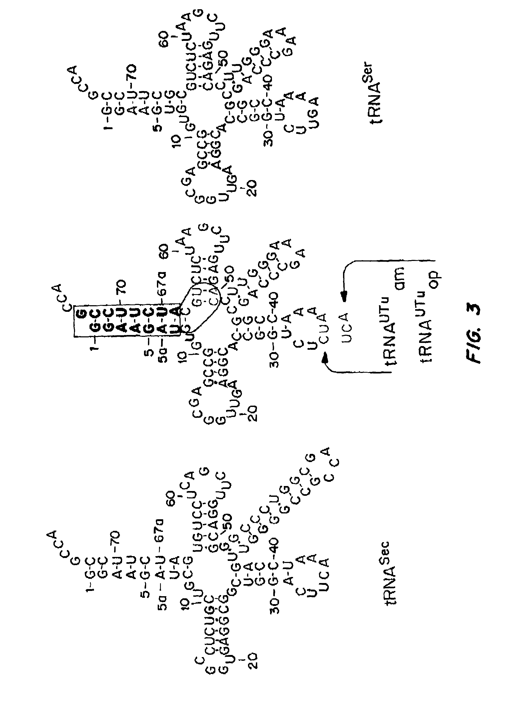 Compositions and methods for making selenocysteine containing polypeptides