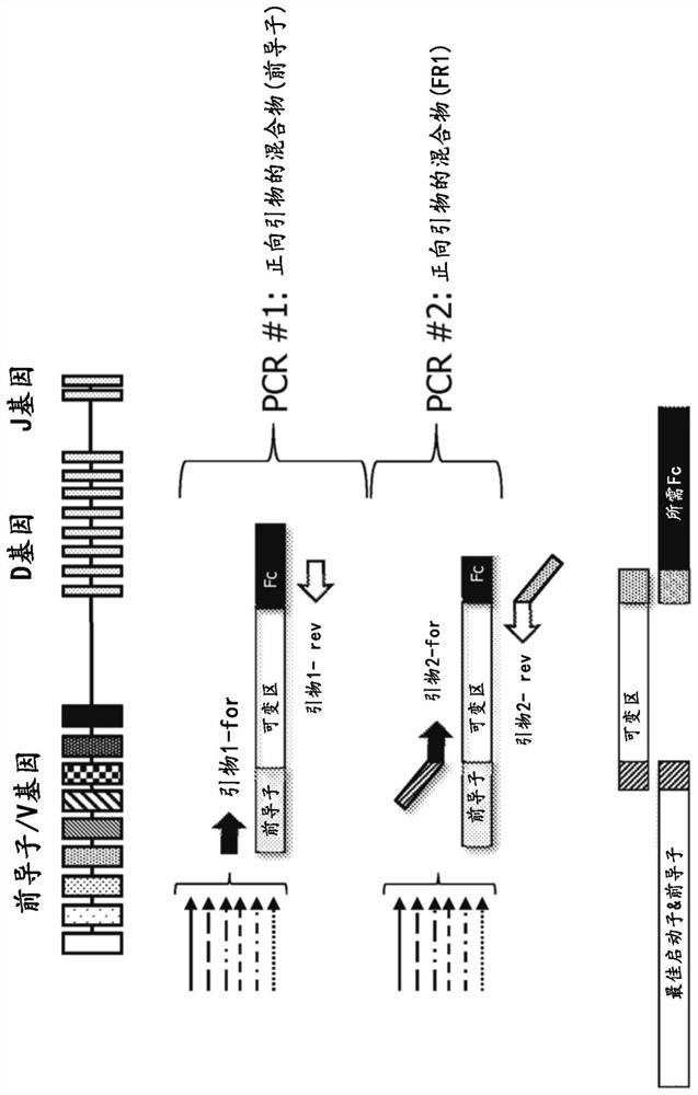 BCR transgenic mice with common leader sequence