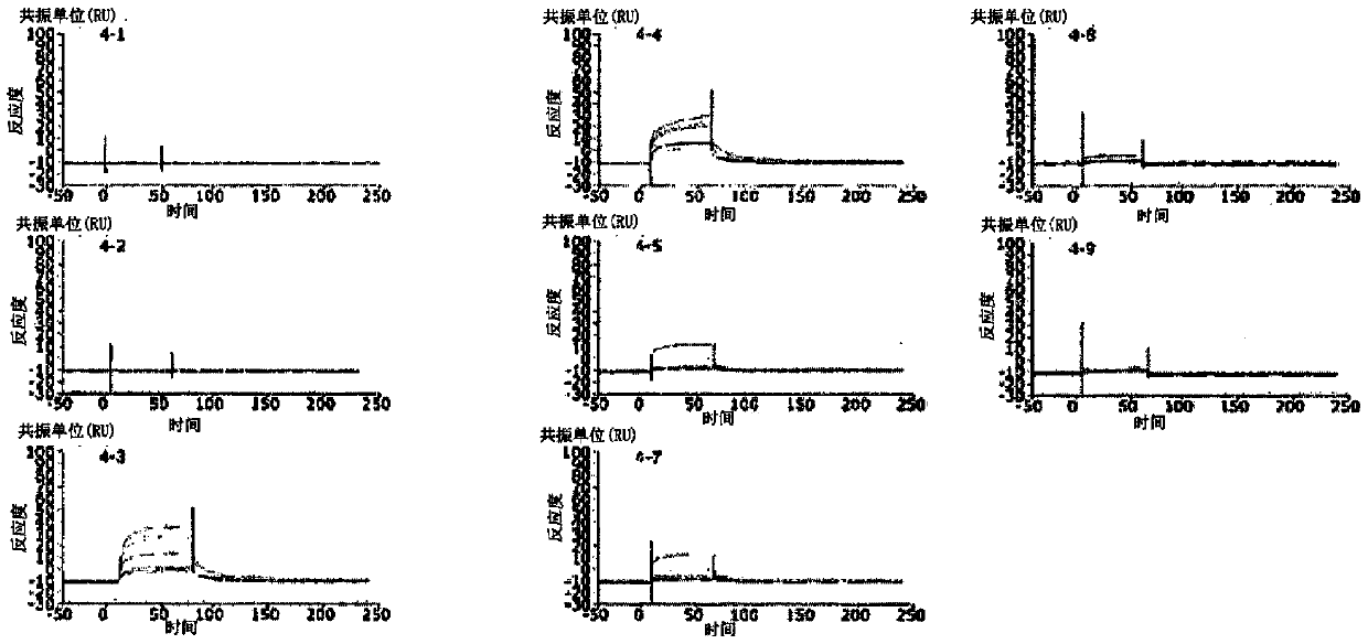 Agonist peptide for adiponectin receptor