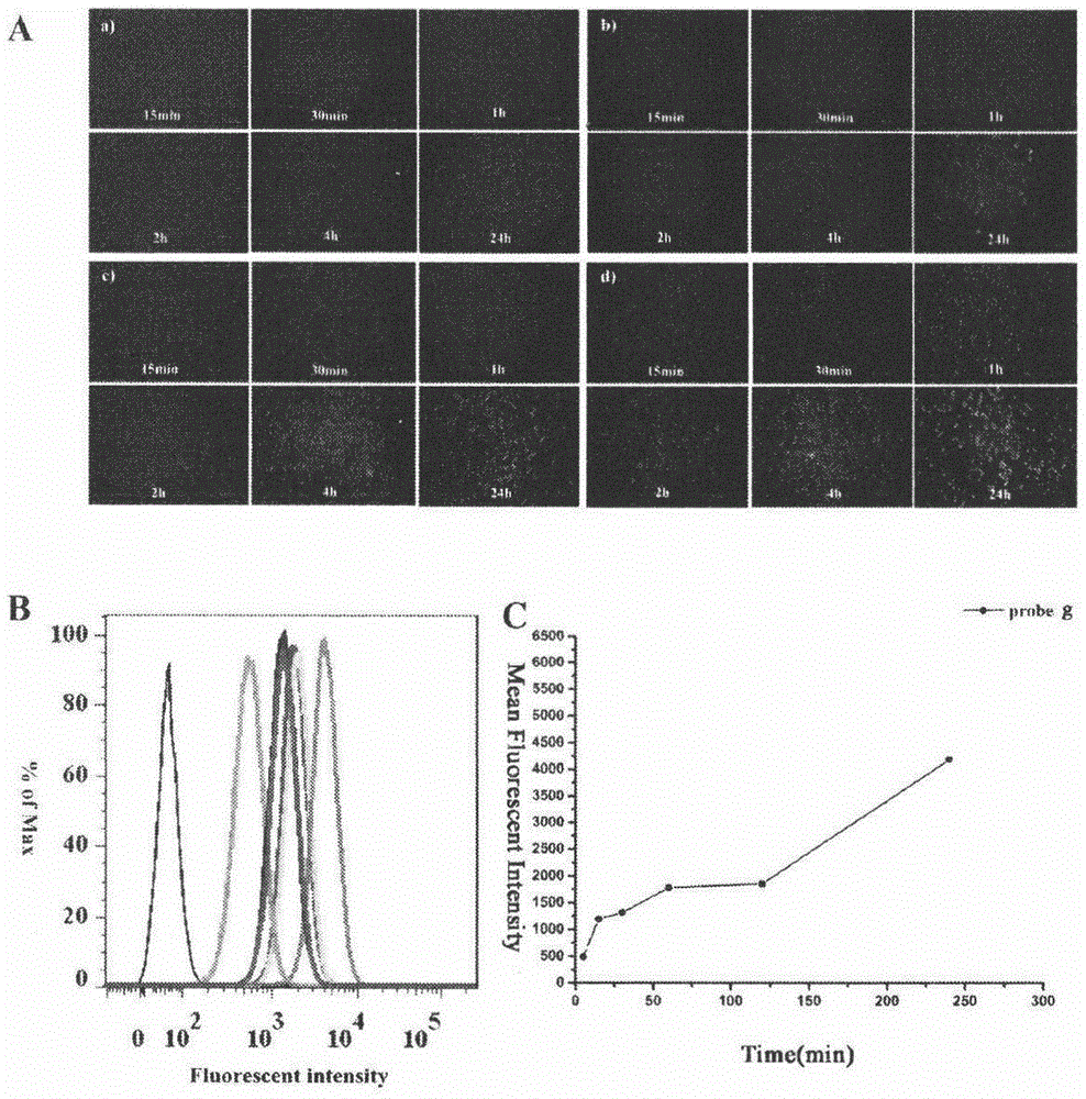 23-hydroxybetulinic acid fluorescent probe and its preparation method and use in cellular localization and uptake