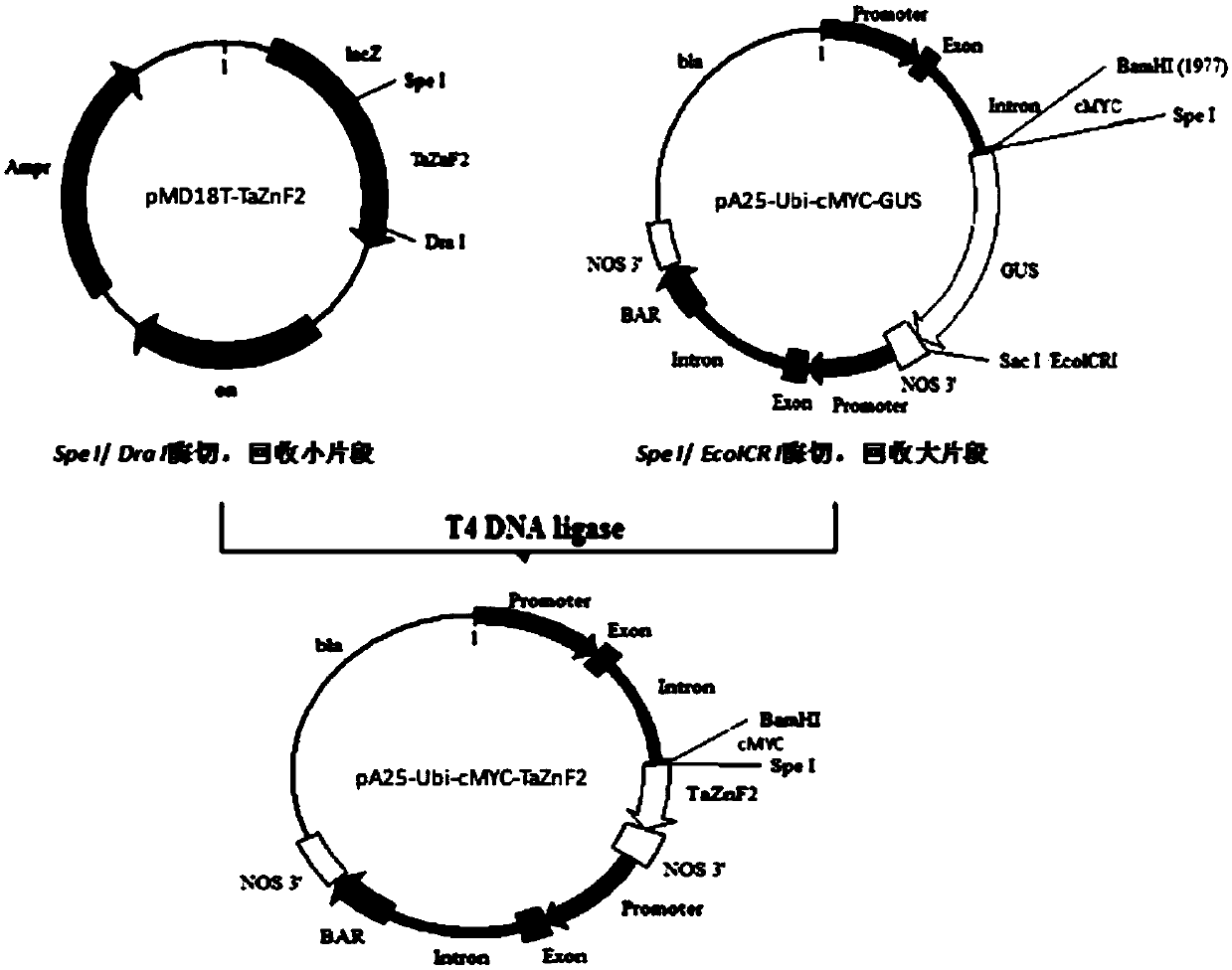 Wheat disease resistance proteins and coding genes and their application in regulating plant disease resistance