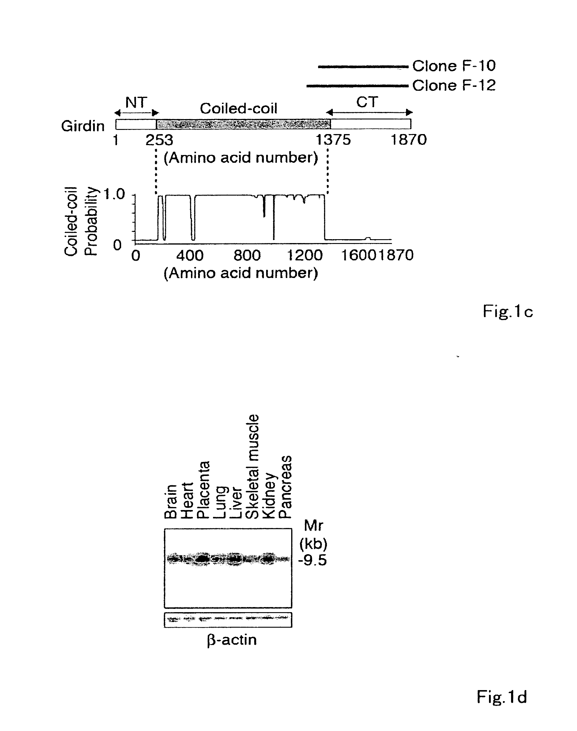 Antibodies against actin-binding protein girdin and methods of making and using the same
