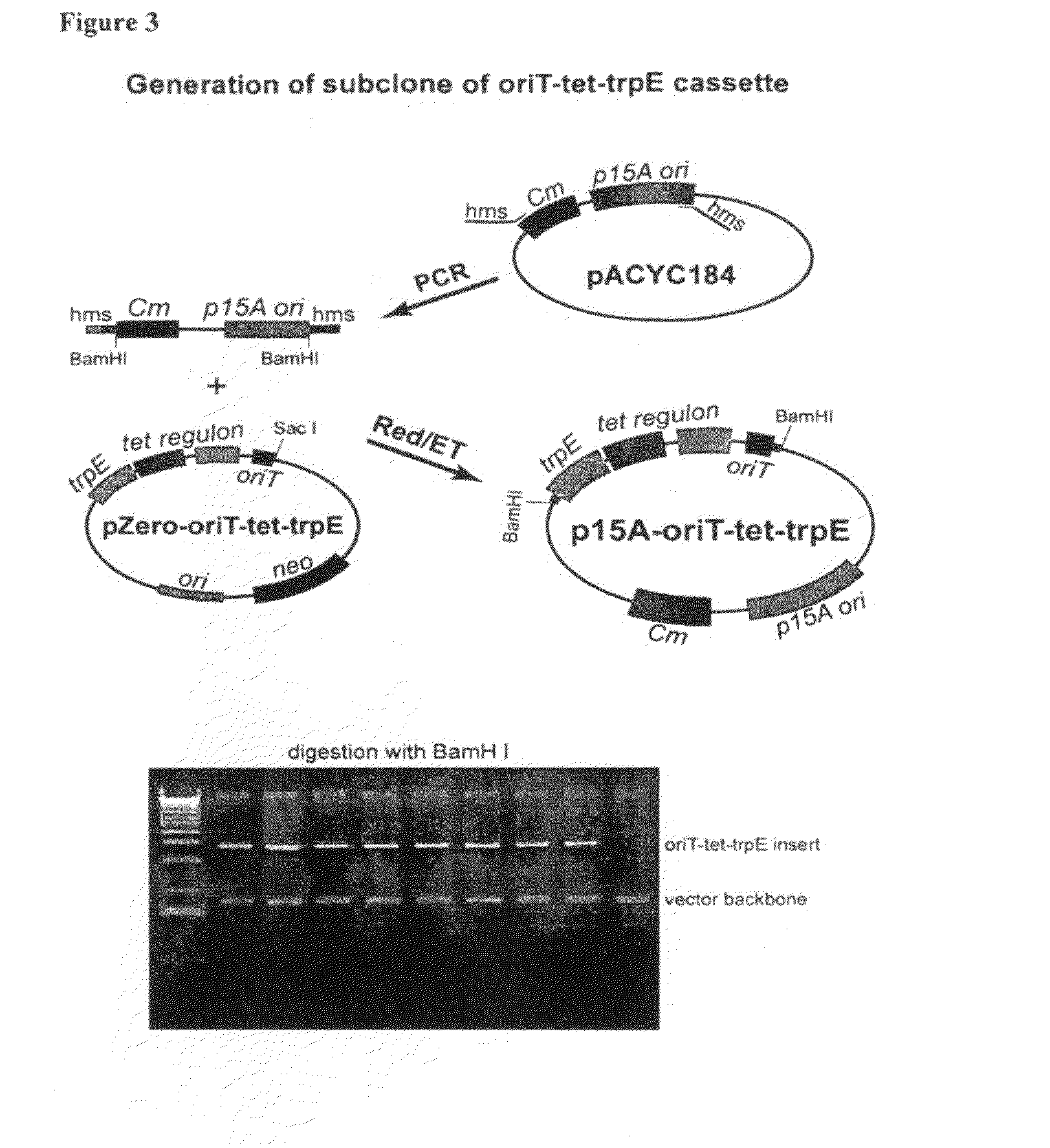 Methods for heterologous expression of secondary metabolites