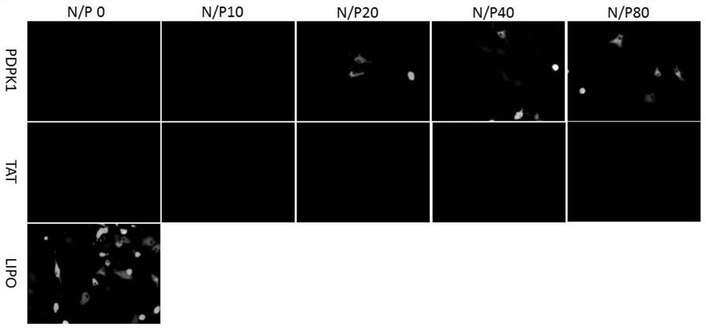 A kind of cell penetrating peptide and its preparation method and application