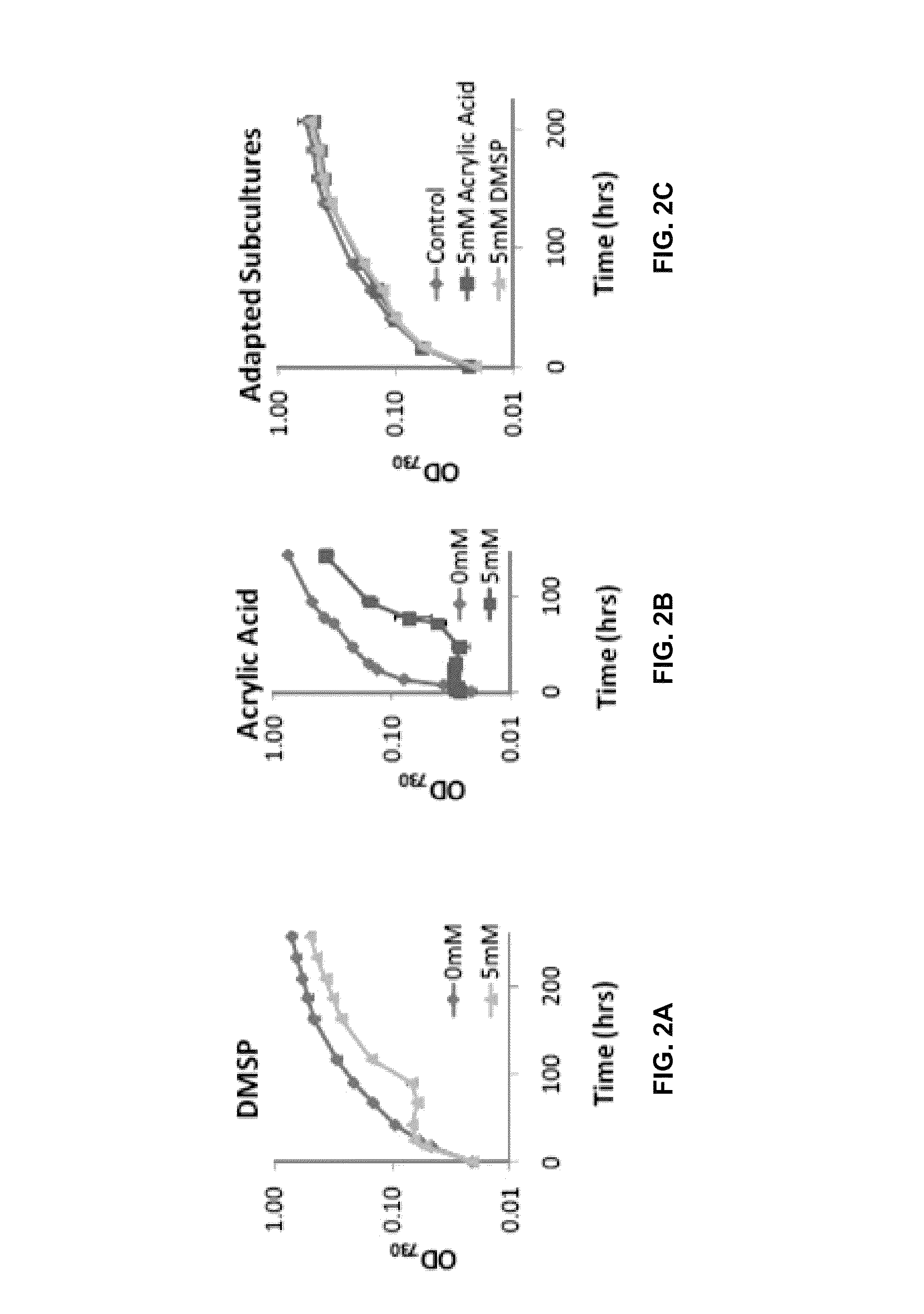 Organic acid-tolerant microorganisms and uses thereof for producing organic acids