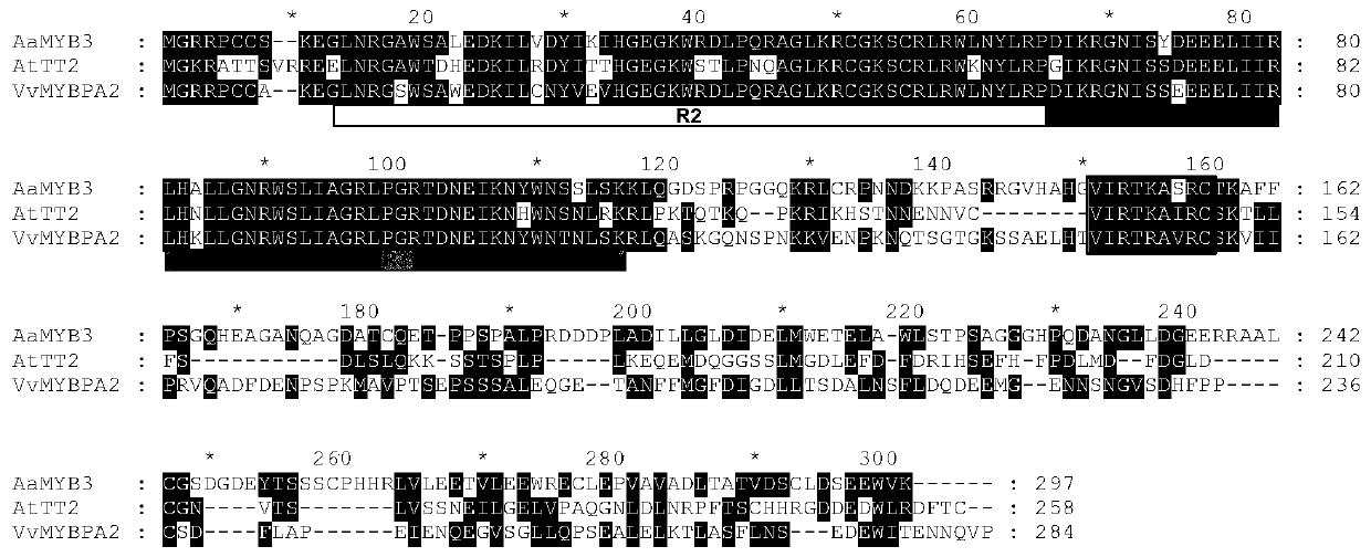 Anthurium aamyb3 transcription factor and its encoding gene and application